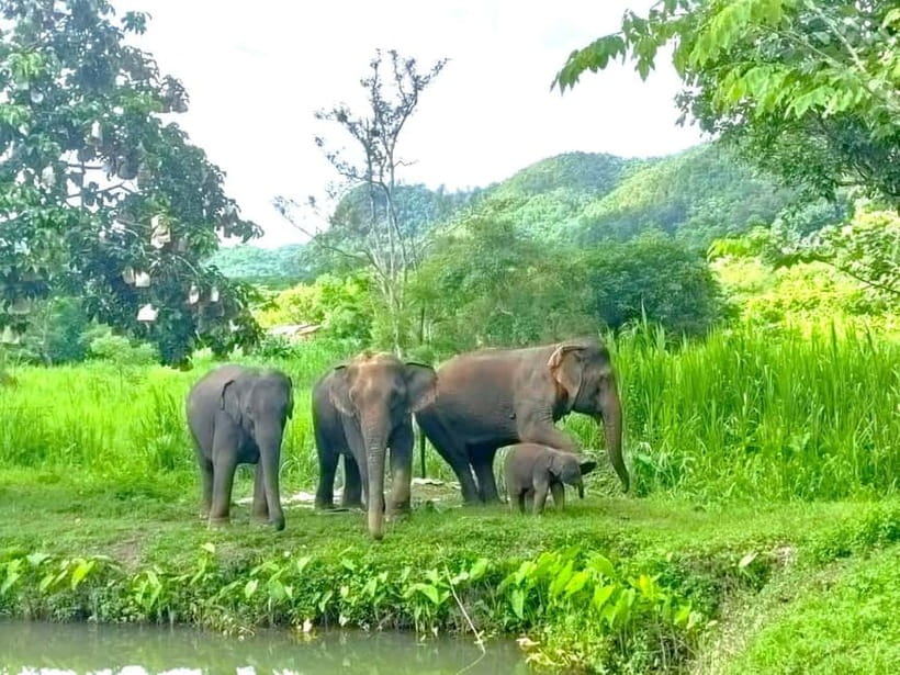 Half-day with CHIANGMAI ELEPHANT CARE program (12pm-6pm.) - Getting there: pickup from your hotel, then the Maetang-area drive