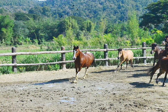 Horse Lesson+Riding+Wat Tonkwen wooden temple.Chiangmai - Lunch included and the value math behind the price