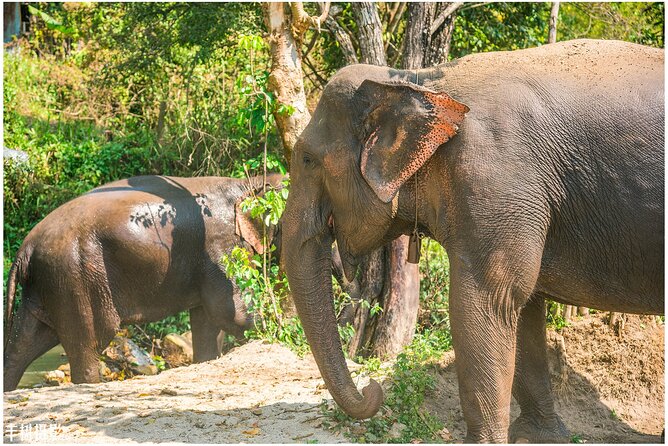 Inthanon Heaven Trail(Living Green Elephant Sanctuary) - From Chiang Mai morning pickup to Sky Camp timing