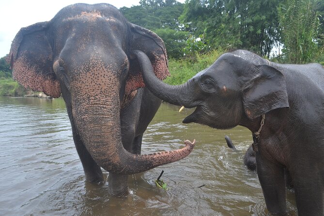 Inthanon Heaven Trail(Living Green Elephant Sanctuary) - Lunch and the shift from elephant time to mountain hiking