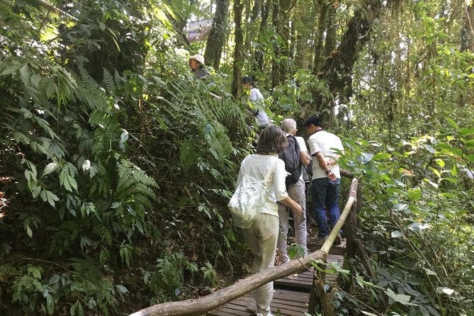 Inthanon Small-Group with Kew Mae Pan Trail from Chiang Mai include Lunch - Kew Mae Pan Nature Trail (about 3 km): forest variety with a real guide