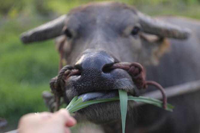 Local Farming Experience in Chiang Mai, Thailand - A local farming morning at Hang Tueng Farm (and why it works)