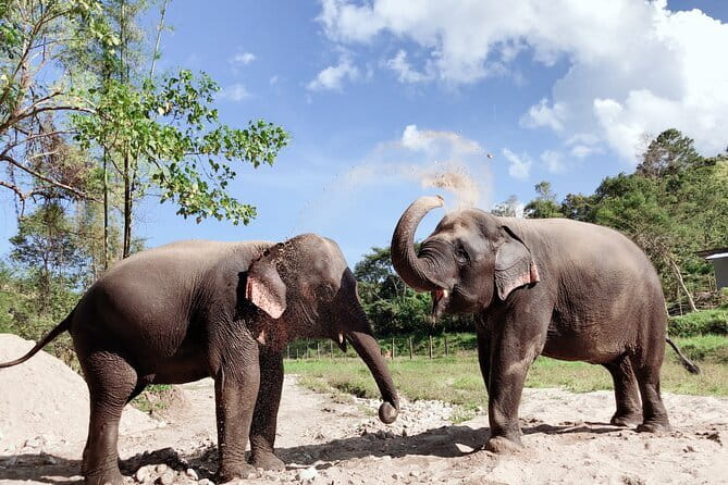 Local Farming Experience in Chiang Mai, Thailand - Price and value: $58.60 for 3 hours of real work