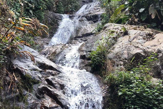 Lost in Chiang Mai - Secret Village, Hot Spring & Waterfall - A Cultural Therapy - The secret village vibe: coffee trees, an old tree, and waterfall clues