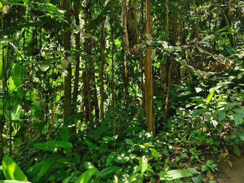 Monk trails hike, Wat Phalat, Monk chanting, Wat Doi Suthep. - Basic Meditation at Wat Phalat: How This Tour Helps You Slow Down