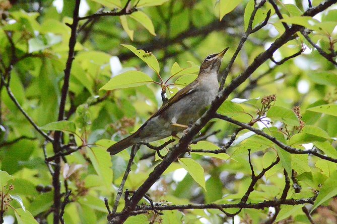 Mount Doi Inthanon Hiking & Bird Watching - Key things I’d circle before you book