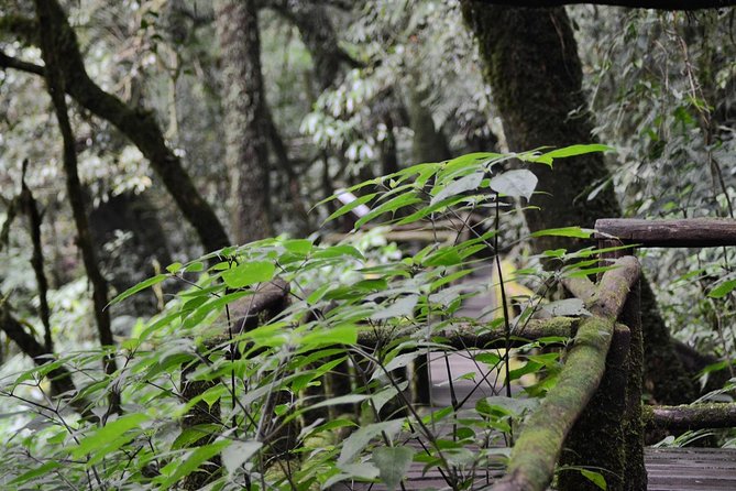 Mount Doi Inthanon Hiking & Bird Watching - Why Doi Inthanon works best when you start at 5:00 am
