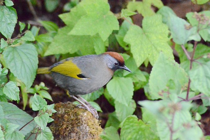 Mount Doi Inthanon Hiking & Bird Watching - Guides, names, and how the day is paced