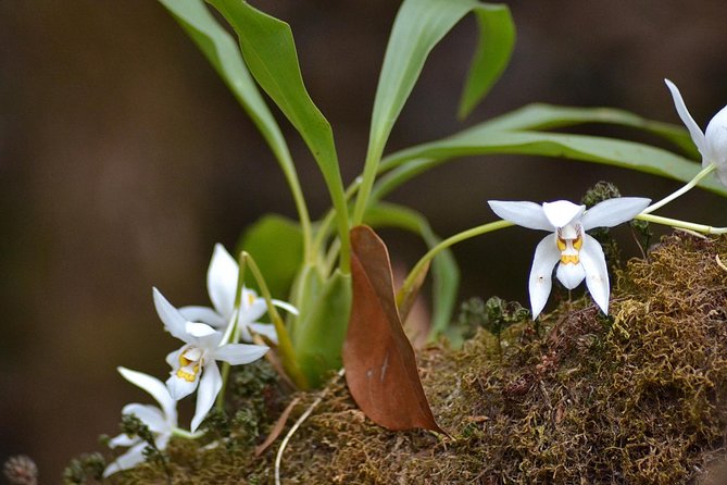 Mount Doi Inthanon Hiking & Bird Watching - What weather can change on you