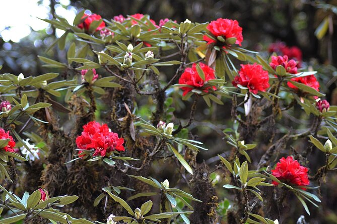 Mount Doi Inthanon National Park Sunrise and Hiking - Guides, Language, and the Human Side (Lee/Li and Joe)