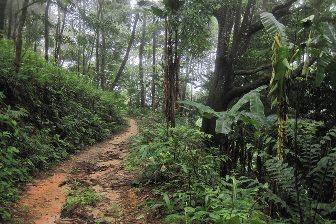 No.1 Chiang Mai: Advanced XC Downhill Biking, Doi Suthep N. Park - Transportation and pacing: 9:30 start and a full-day flow