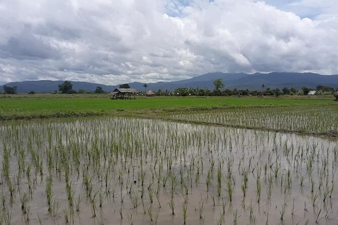 "No.1 Chiang Mai: Leisure Bicycle Ride to Lake Huay Tueng Tao" - Huay Tueng Thao Nature Park: The “Why We Came” Stretch
