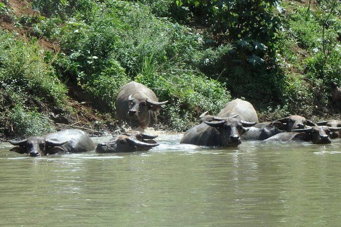 No.1 Chiang Mai: Leisure River Kayaking: Mae Taeng forest Reserve - Wildlife and village life on the Mae Ping: what you’ll notice on the water