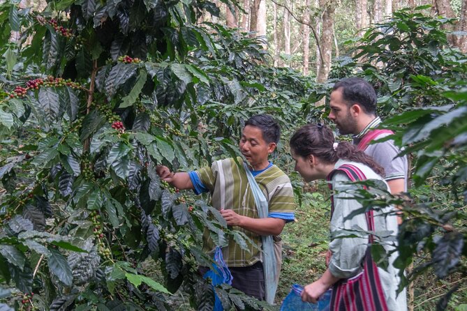 Off the Map Chiang Mai Jungle Coffee Trek Roast and Brew - Why the Karen community connection matters (and feels intentional)