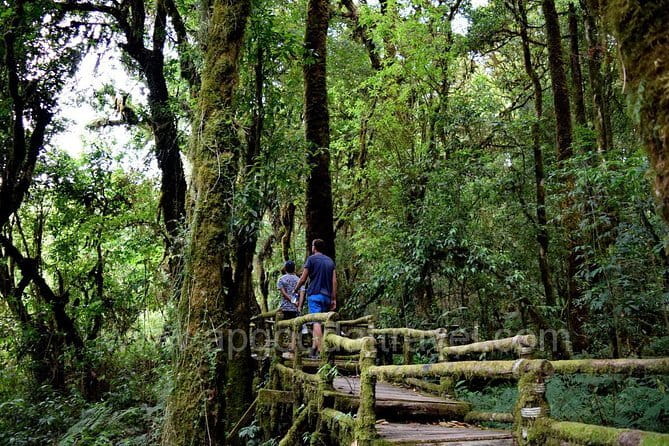 One day Doi Inthanon National Park & Trekking on Kew Mae Pan - Key things to know before you go