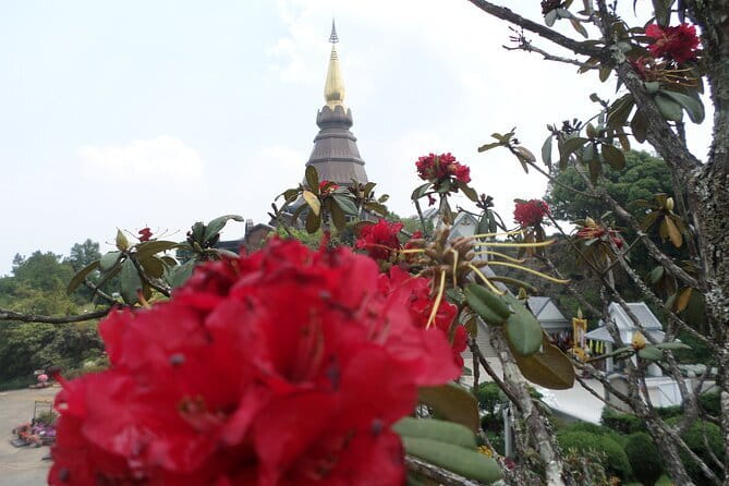 One day Doi Inthanon National Park & Trekking on Kew Mae Pan - Angkha nature trail and rhododendrons: calmer forest time