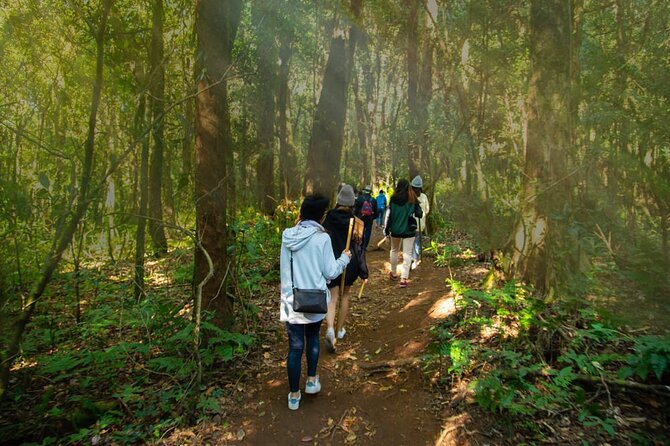 One day Doi Inthanon & Trekking at Pha Dok Siew - Wachirathan Waterfall: power, spray, and wet-foot reality
