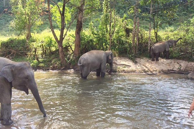 One day Elephants in Nature Experience & Grand Canyon Jumping - The 8:30 Start and the 90-Minute Drive That Sets Expectations
