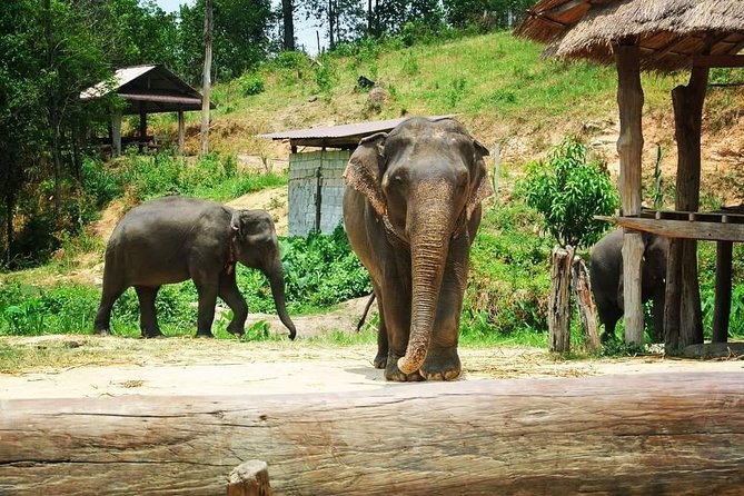One day Elephants in Nature Experience & Grand Canyon Jumping - Who This Tour Is Best For (and Who Should Skip)