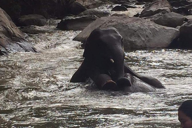 One day Elephants in Nature Experience & Grand Canyon Jumping - The “Elephant Care” Style Means You Should Ask Questions
