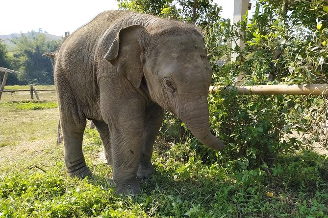 One Day Hiking and Elephant experience by Chiang Mai Elephant Home - One-day jungle hike plus elephant time is a smart combo