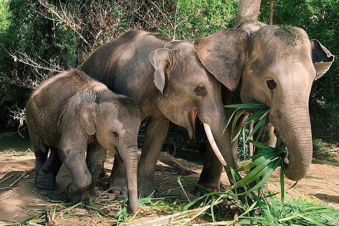 One Day Hiking and Elephant experience by Chiang Mai Elephant Home - The two-hour jungle hike and waterfall swim time