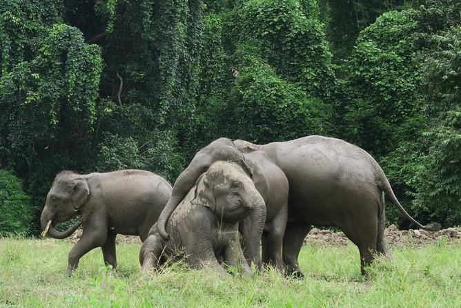 One Day Hiking and Elephant experience by Chiang Mai Elephant Home - Chiang Mai Elephant Home: respectful elephant time with carers/mahouts
