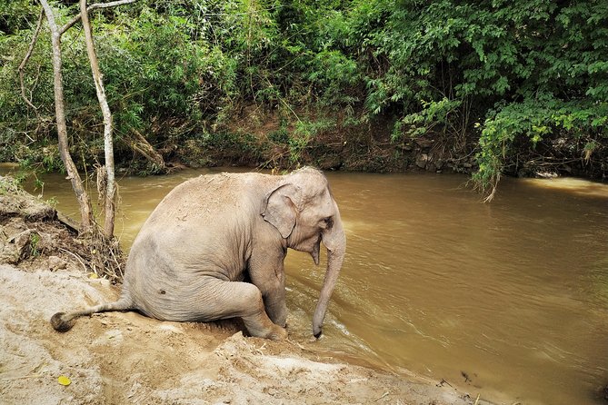 One Day Hiking and Elephant experience by Chiang Mai Elephant Home - Lunch reset: buffet Thai food plus fresh fruit