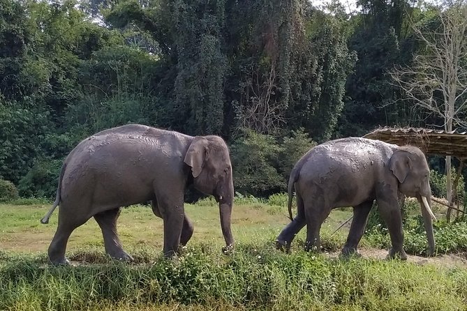 One Day Hiking and Elephant experience by Chiang Mai Elephant Home - Small-group energy: why max 15 travelers helps your day