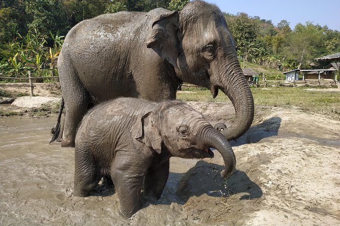 One Day Hiking and Elephant experience by Chiang Mai Elephant Home - Bamboo rafting for about an hour: simple, fun, and daytime-friendly