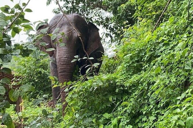 One Day Sticky Waterfall, White Water Rafting,Elephants Sanctuary - Should You Book? My Practical Recommendation