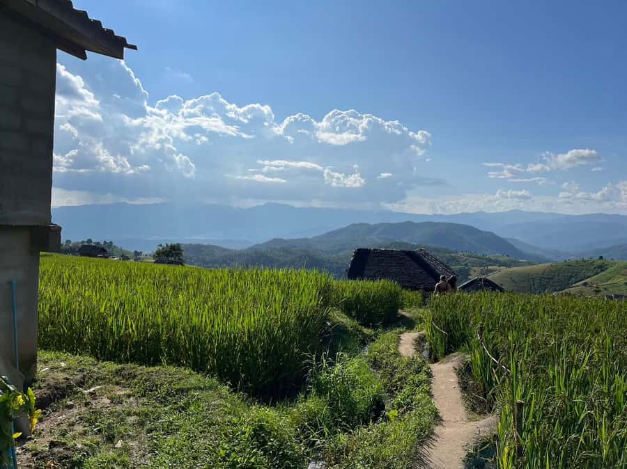 Pa Pong Piang Rice Terraces & Doi Inthanon National Park - The Right Fit: Who Will Enjoy This Most