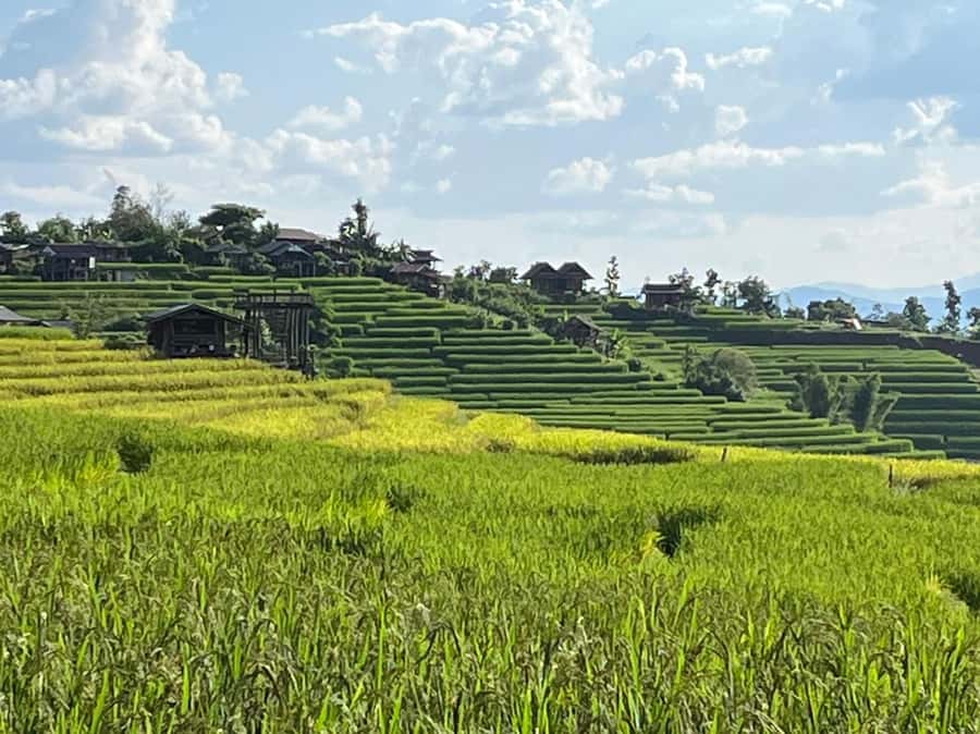 Pa Pong Piang Rice Terraces & Doi Inthanon National Park - Why Pa Pong Piang Looks Like a Postcard (When You Hit the Window)