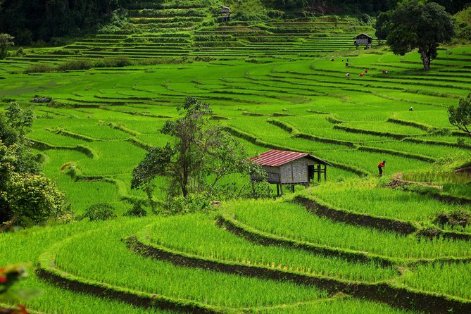 Private: 3 days 2 night trip: ChaingMai-Chaingrai- The Golden Triangle trip - Day 1: Doi Inthanon National Park waterfalls, pagodas, and Karen village time