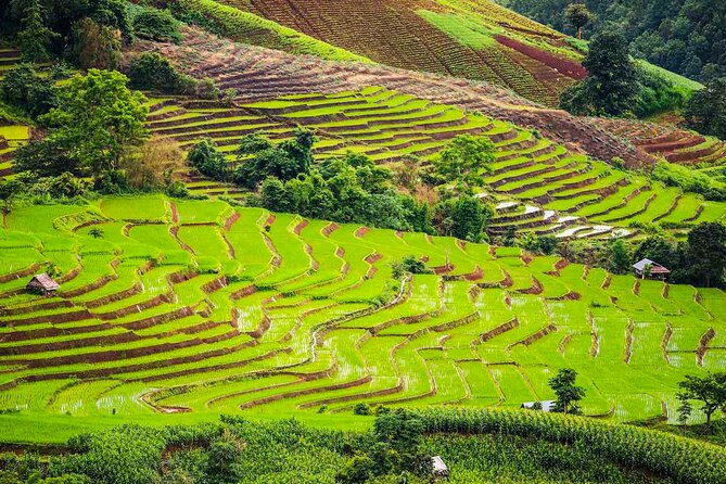 Private Program Discovery Chiang Mai - Half/Full day / Night tour - Night Bazaar and Tha Pae Walking Street: Markets Built Into the Timing