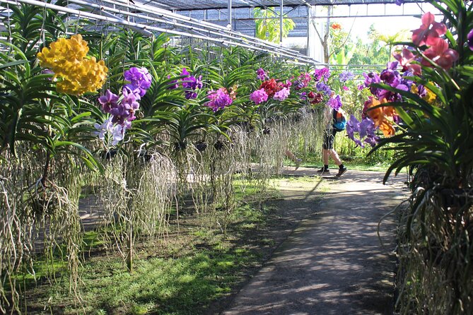 Private tour] Perfect day! Sticky waterfall + ChiangDao Cave + Wat BandenTemple - Door-to-door pickup from Chiang Mai, and how the day really feels