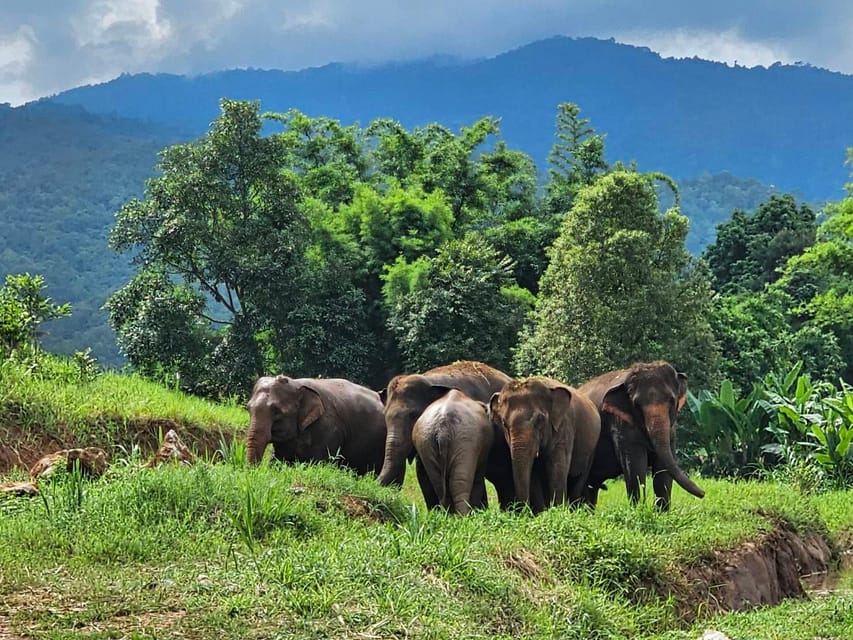 Rantong elephant sanctuary Chiangmai - Key Things That Make This Sanctuary Visit Worth Your Time