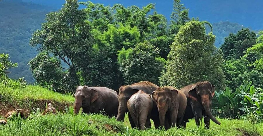 Rantong elephant sanctuary Chiangmai - Price and Value: What $57 Buys You (and What It Doesn’t)