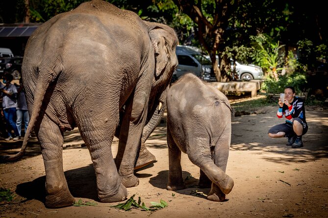 Scooter Adventure with elephants, views and FUN drive yourself - Price and value: is $126.55 per person a fair deal?
