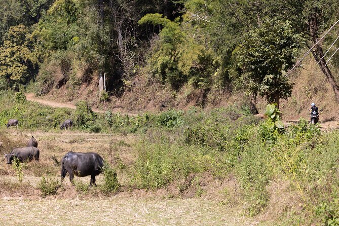 Scooter Adventure with elephants, views and FUN drive yourself - Who should book this scooter adventure in Chiang Mai