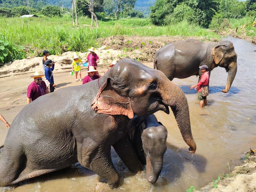 Sticky waterfalls- Elephants- Bamboo or White water rafting. - White-water rafting on Chiang Mai rivers (and bamboo as the alternative)