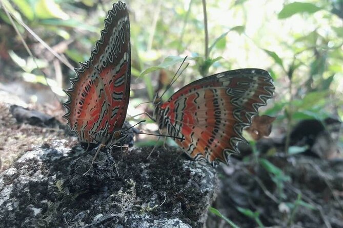 The Best One Day Trip Of Doi Inthanon National Park - Wat Phrathat Doi Kham: A Sacred Temple Stop Without the Long Detour