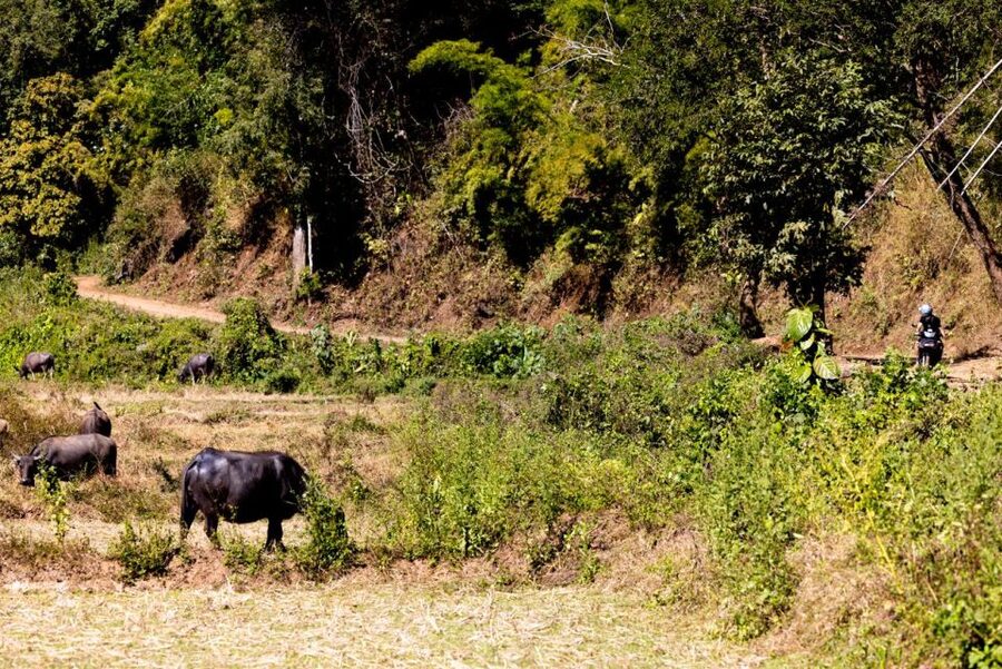 The REAL Thailand on a scooter. Check reviews !! - Lunch and elephants: why this stop works mid-ride