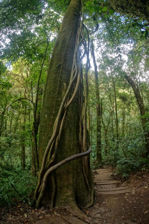 Two days Doi Inthanon national park - Pa Pong Piang overnight: Karen culture and sunset dinner